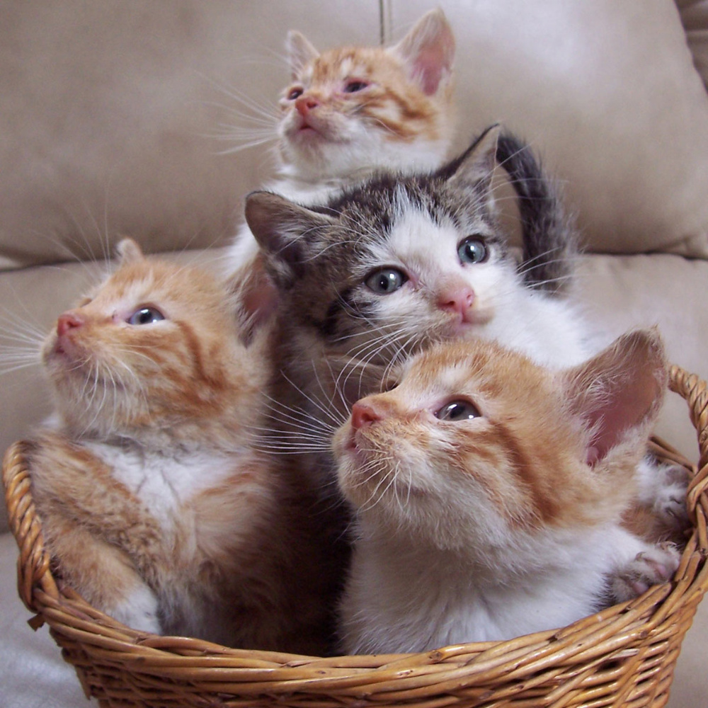 Meet your Poshers, Amanda and Rolf